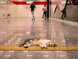 Kočka spící v istanbulském metru | Foto Batu Gezer/Unsplash