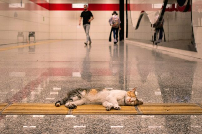 Kočka spící v istanbulském metru | Foto Batu Gezer/Unsplash